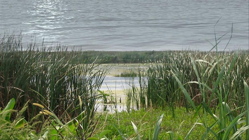 Wetland protection changes clears Michigan House overnight WWMT