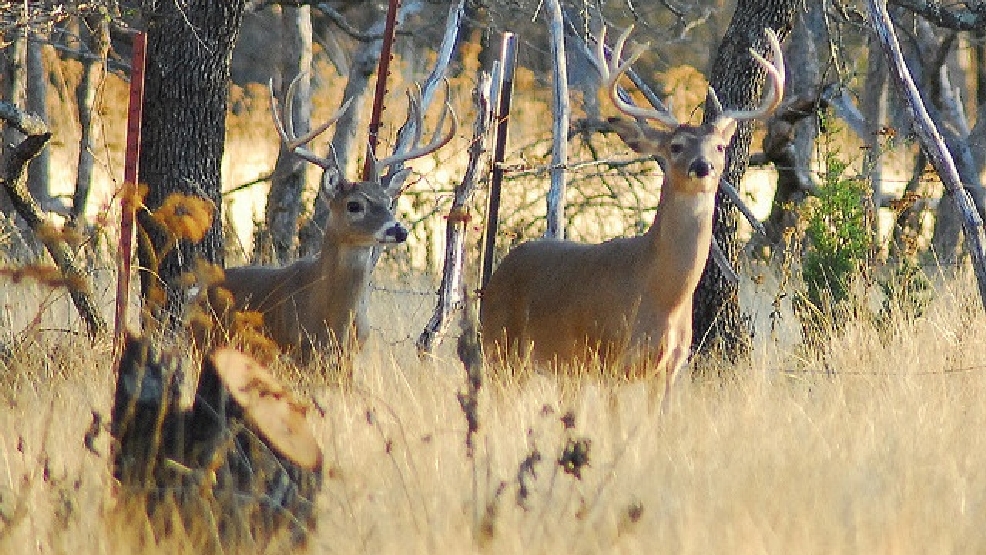 4 days set for deer hunts this fall in Indiana state parks WSBT