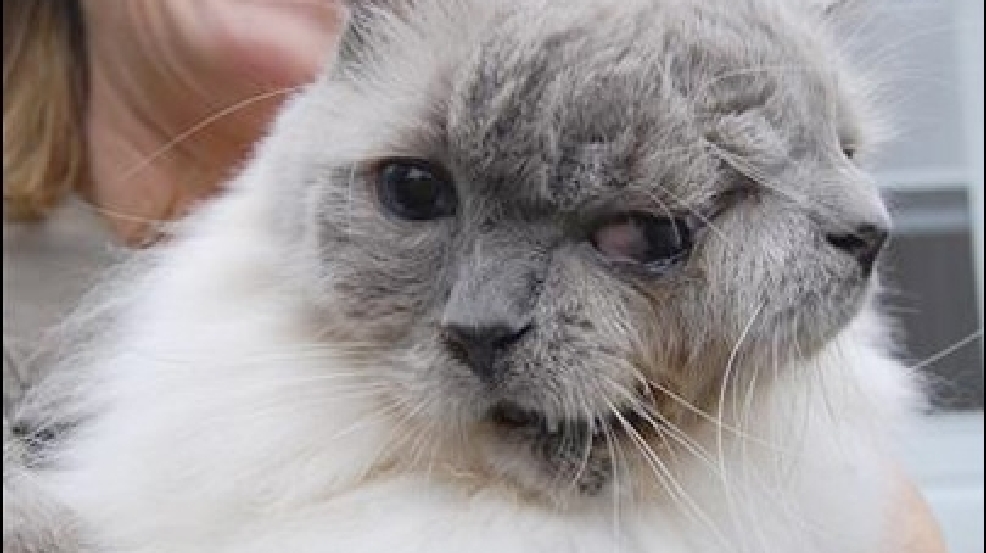 130208_twofaced_cat.jpg