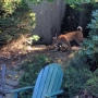 Bobcat hangs out in Bellevue backyard