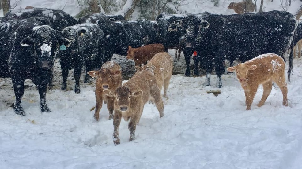Disaster assistance available for Nebraska cattle producers KHGI
