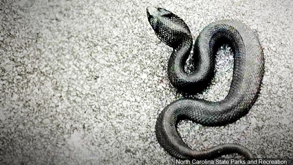 Snake Road Closing For Illinois Snake Migration | KHQA