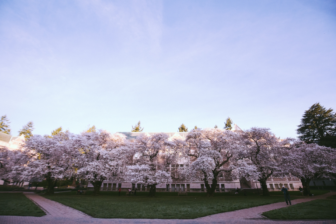 UW Cherry Blossoms beautiful in full bloom Seattle Refined