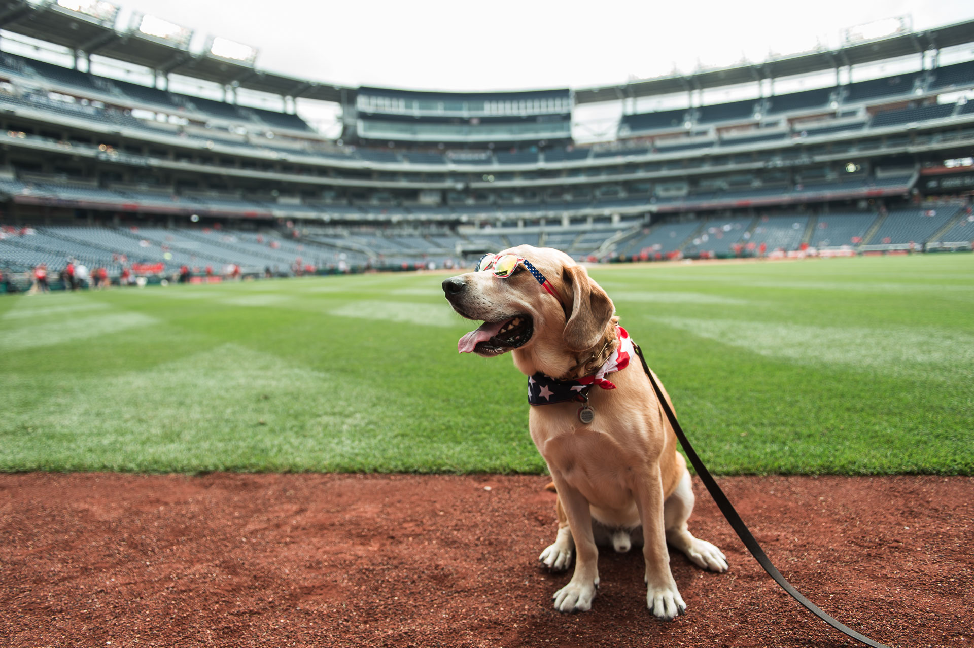 Nats Park goes to the dogs at 'Pups in the Park' DC Refined