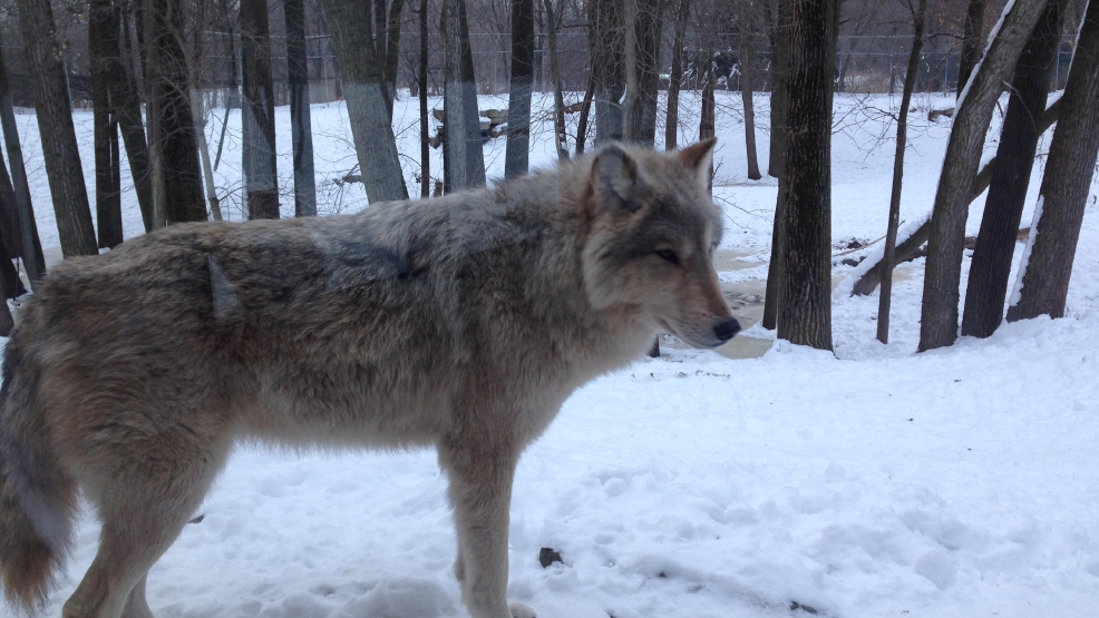 A wolf is pictured at the Bay Beach Wildlife Sanctuary in Green Bay, Jan. 7, 2016.