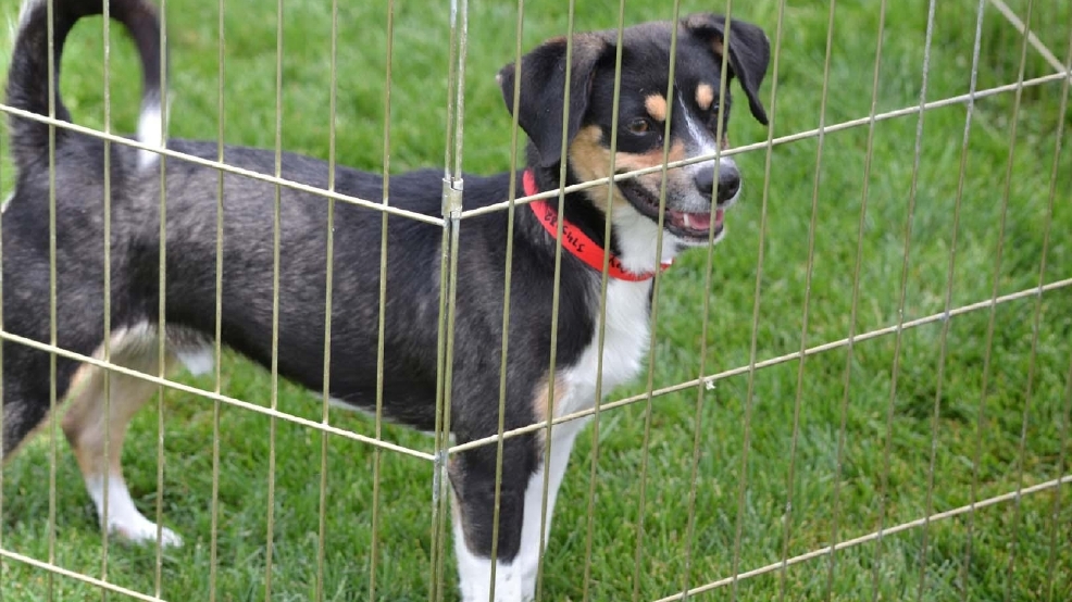 all valley pet clinic