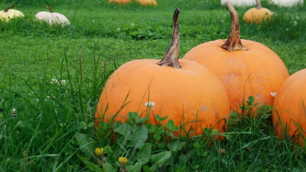 9 best pumpkin patches to explore this fall Seattle Refined
