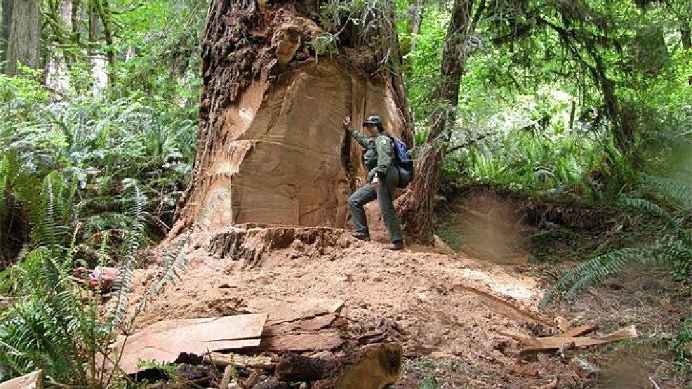 140305redwood-burl-poaching.jpg