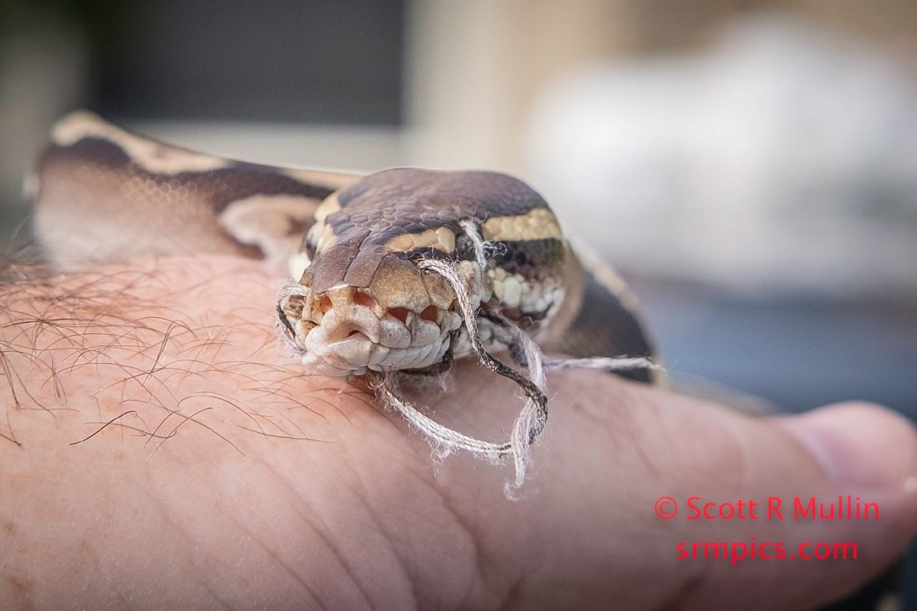 Ball python found in SW Dade County with mouth sewn shut | WPEC