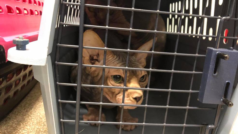 hudson animal shelter