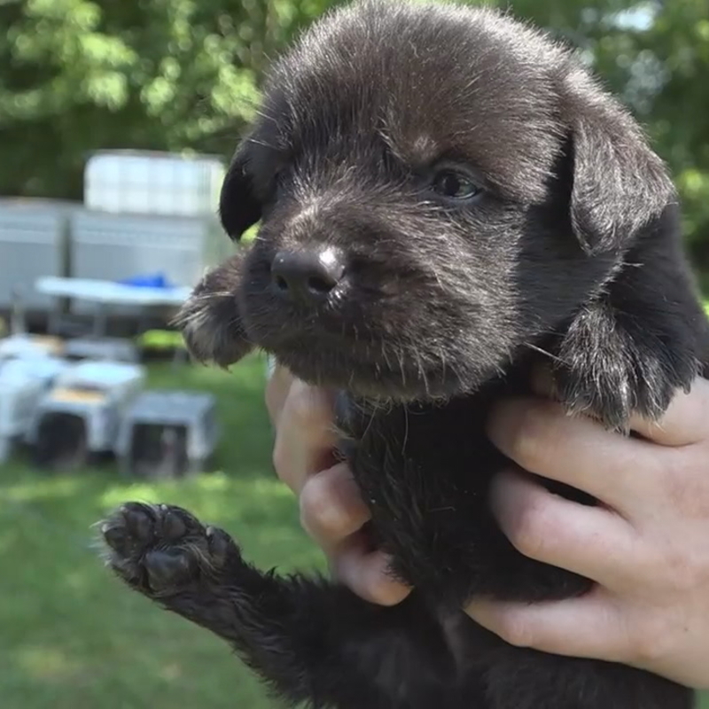 dogs and guinea pigs together