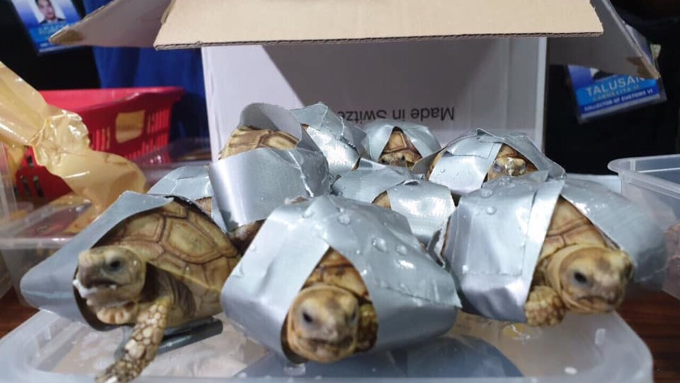 Over 1500 turtles found duct-taped, stuffed into luggage in Philippines