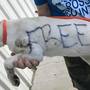 Dog abandoned in park, found with "free" and "good home only" written on its body