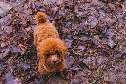 Ruffined Spotlight Truffle The Micro Poodle Seattle Refined