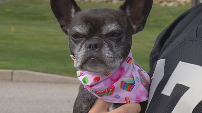 jesse james frenchies