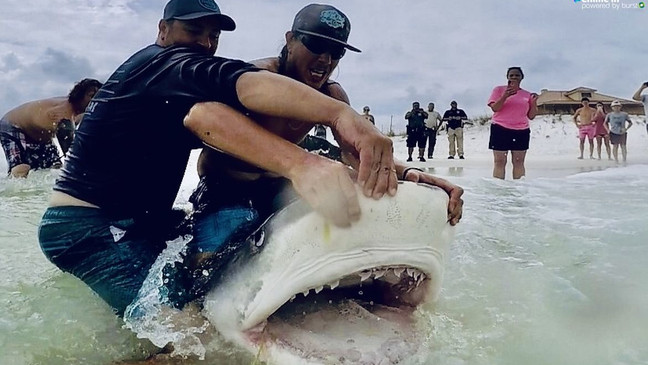 Pensacola resident, longtime Delta flight attendant dies ...