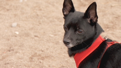 small dogs that need a home