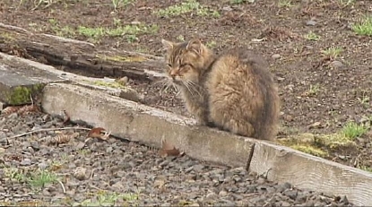 weird looking stray cat